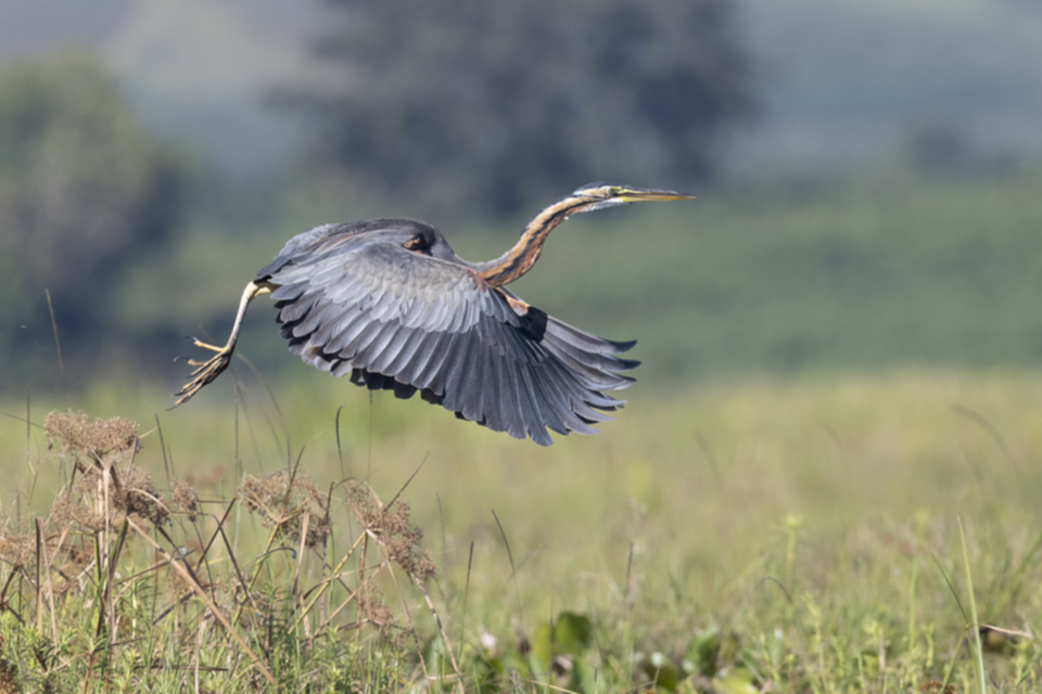 05Purple Heron.jpg