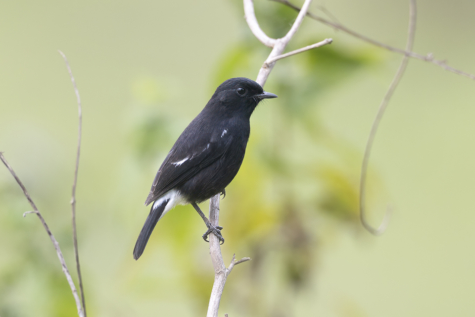 07Pied Bush Chat.jpg