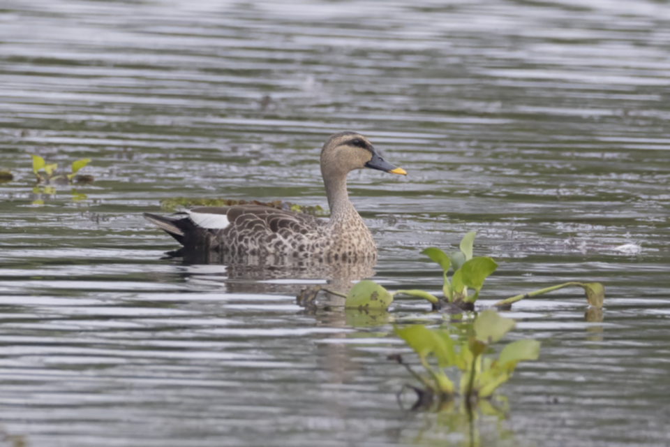 08Indian Spot-billed Duck.jpg