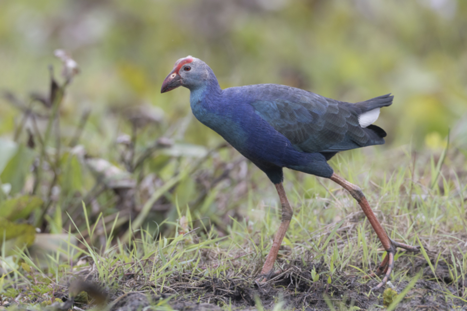 09Purple Gallinule.jpg