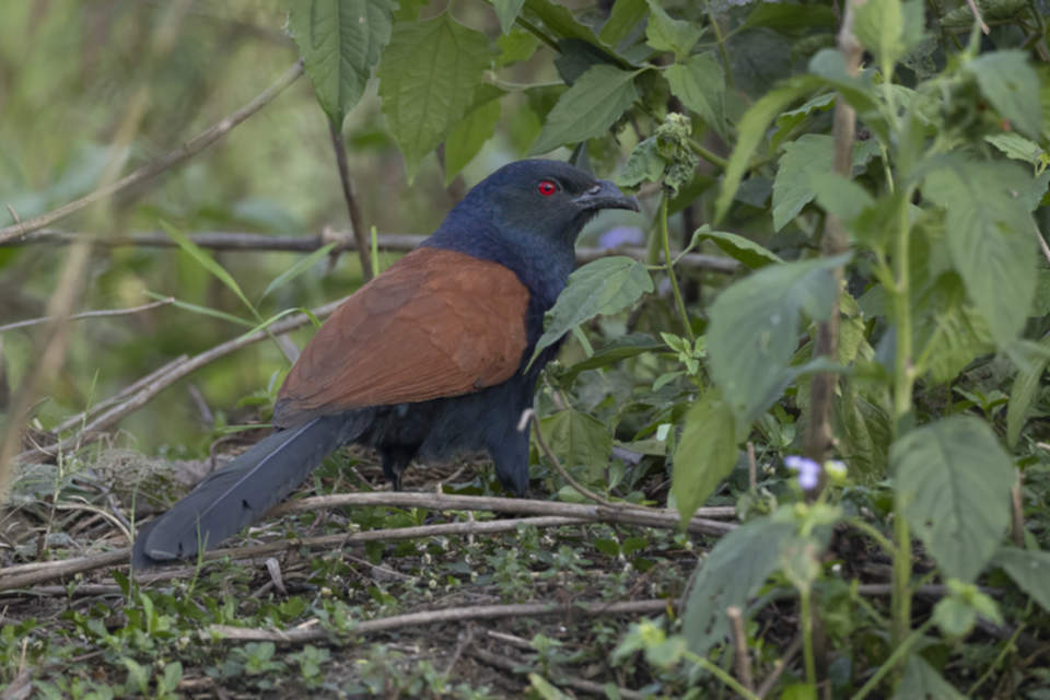 10Greater Coucal.jpg