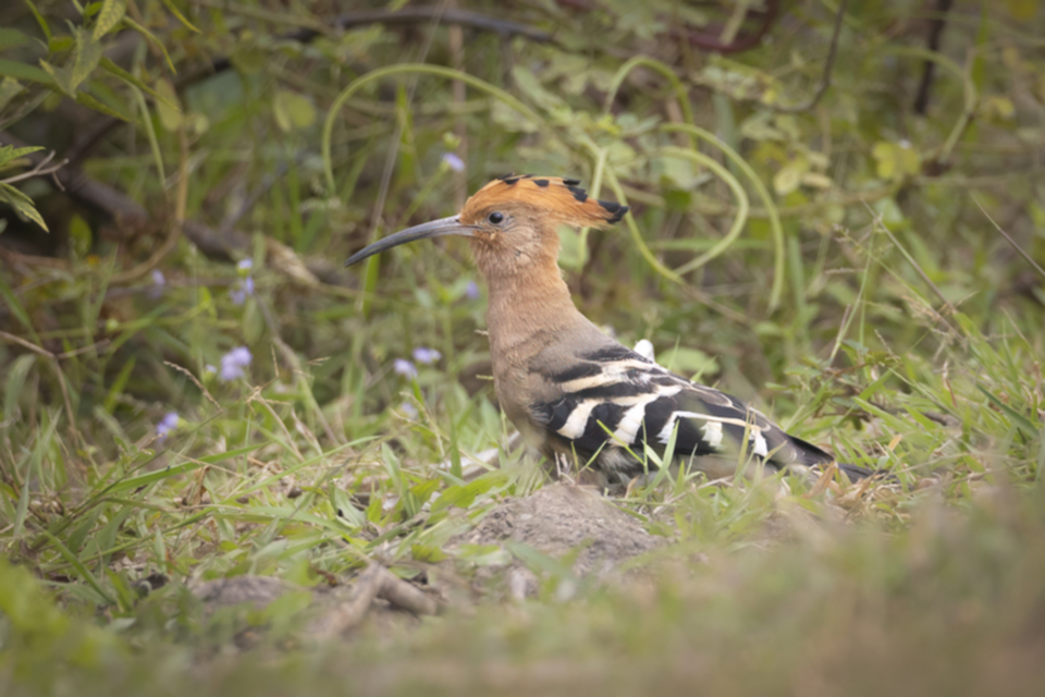 11Common Hoopoe.jpg