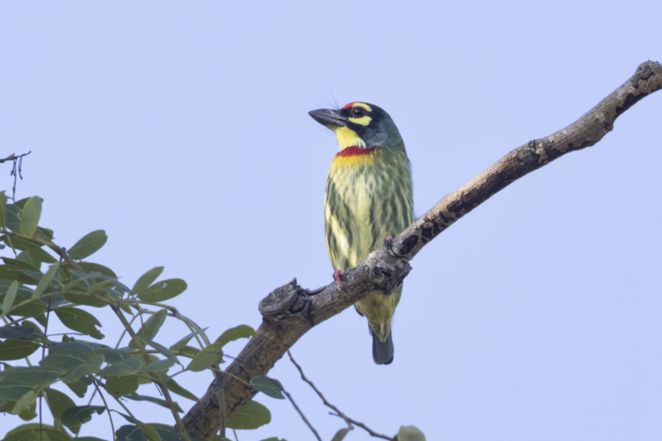 12Coppersmith Barbet.jpg
