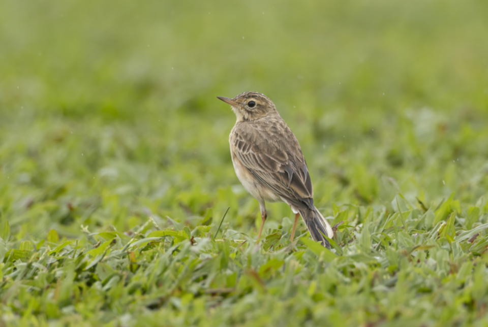 14Paddyfield Pipit.jpg
