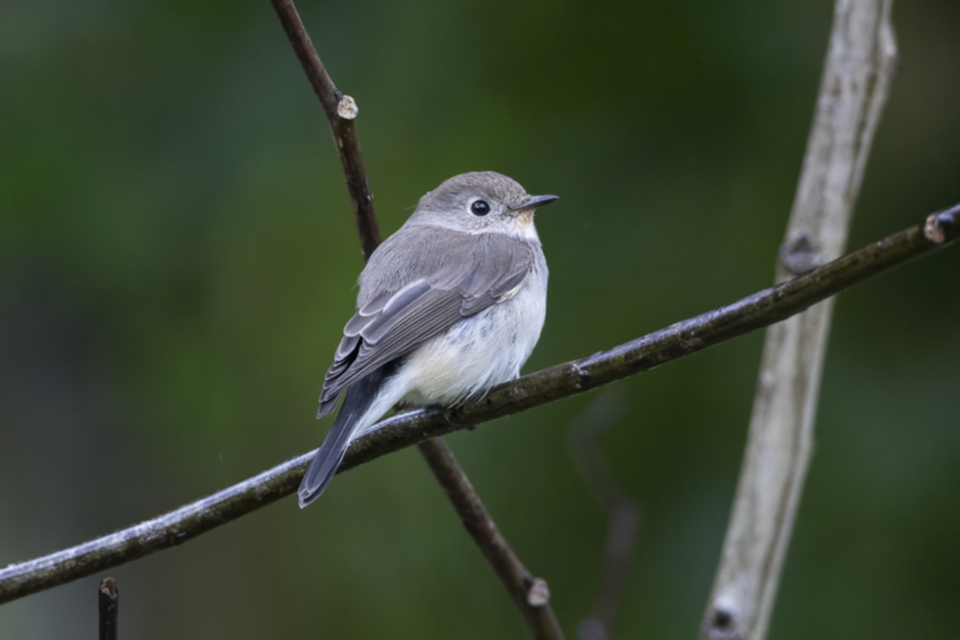 15Taiga Flycatcher.jpg