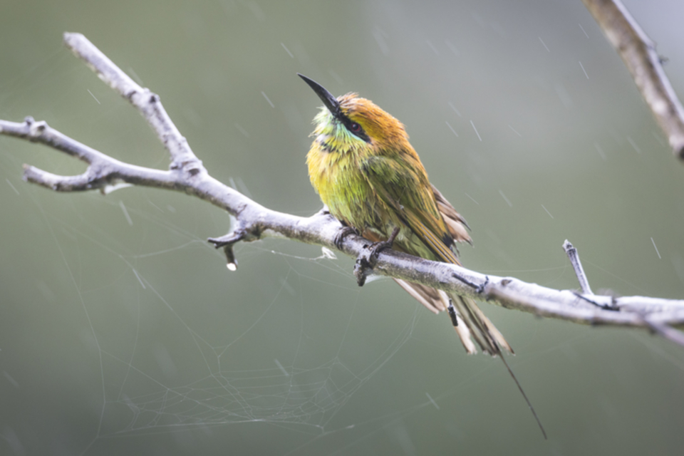 17Asian Green Bee-eater.jpg