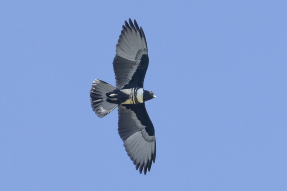 19Black Baza.jpg