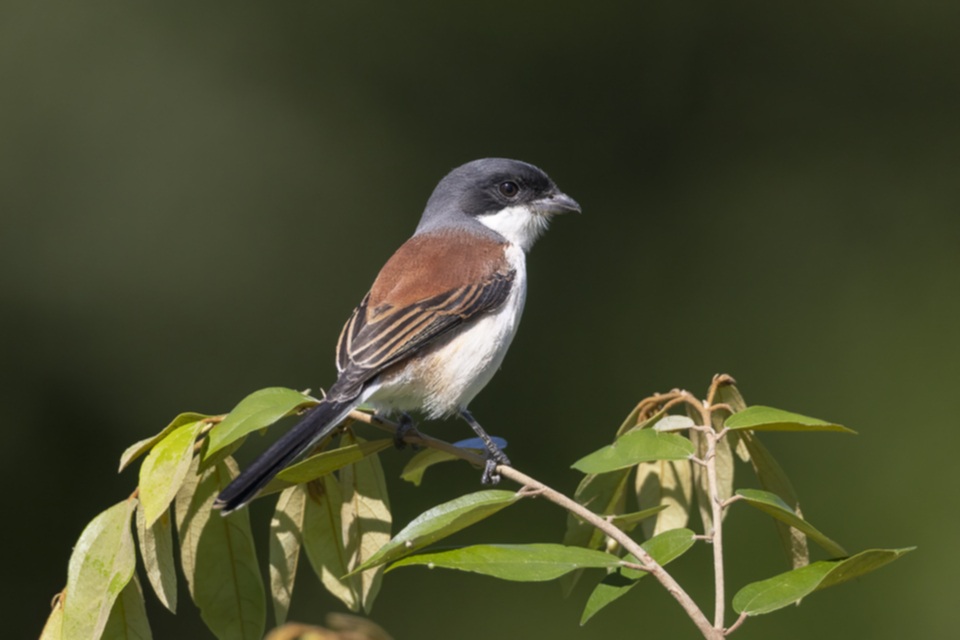 20Burmese Shrike M.jpg