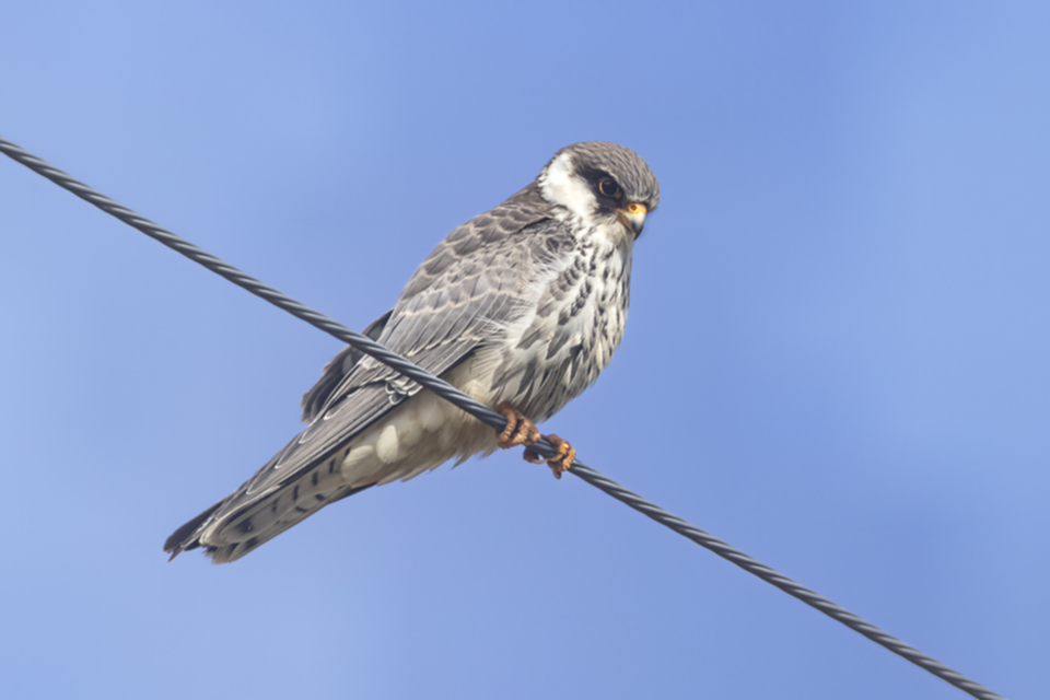 21Amur Falcon.jpg