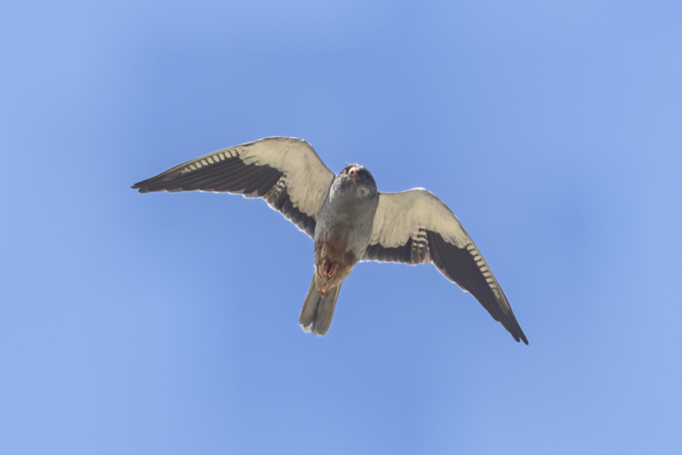 22Amur Falcon.jpg