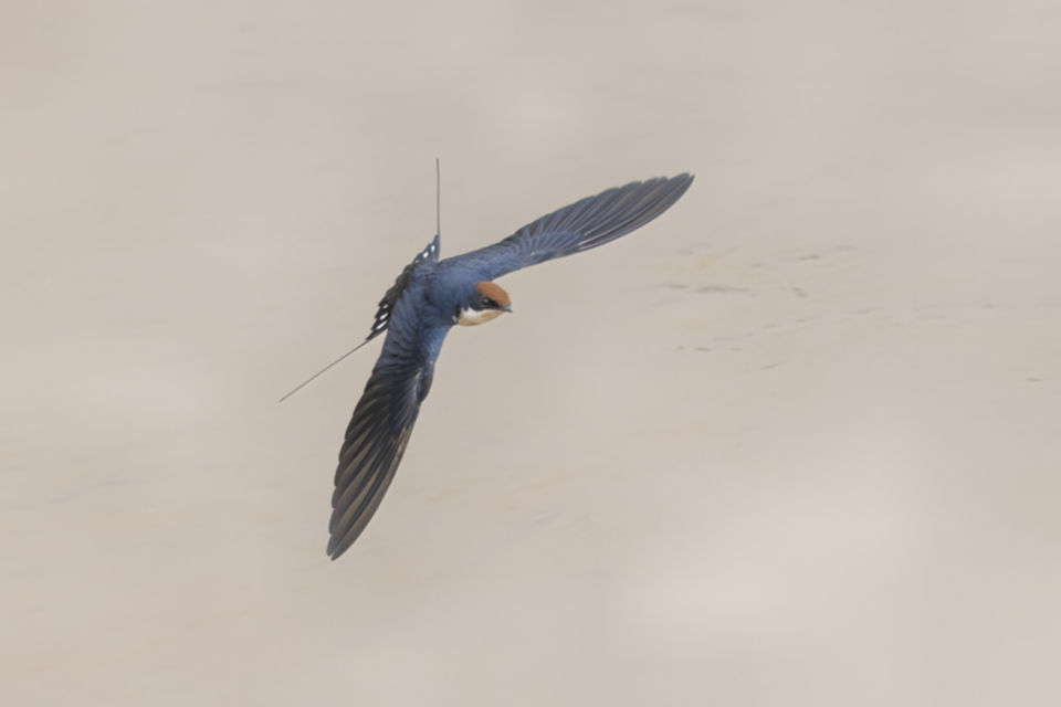 23Wire-tailed Swallow.jpg