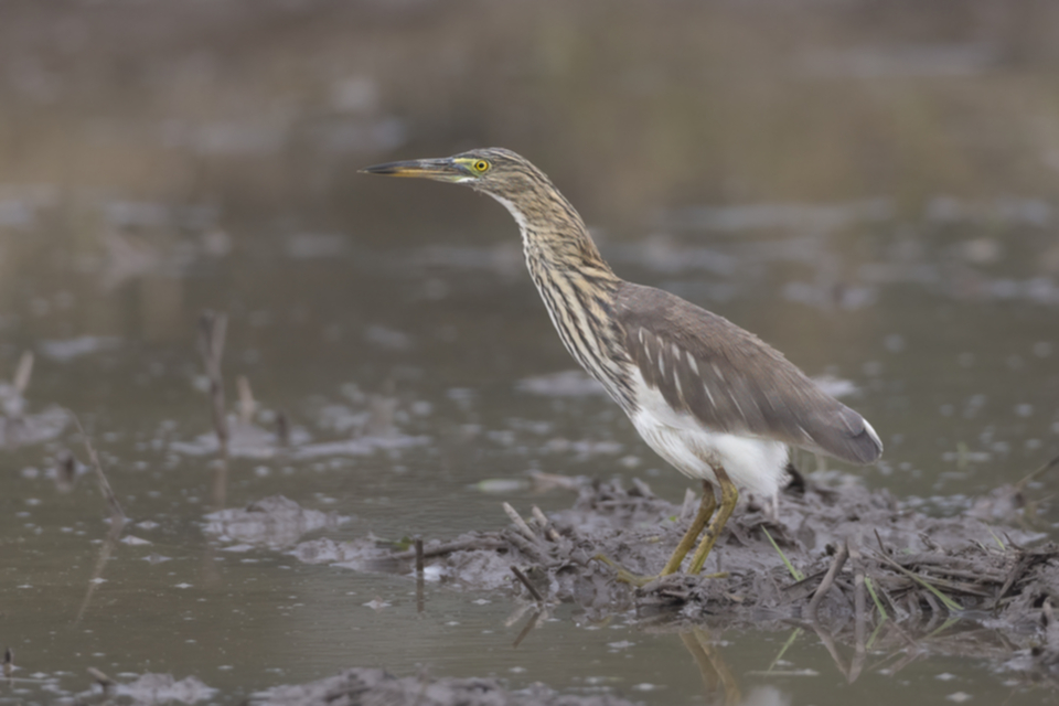 25Chinese Pond Heron.jpg