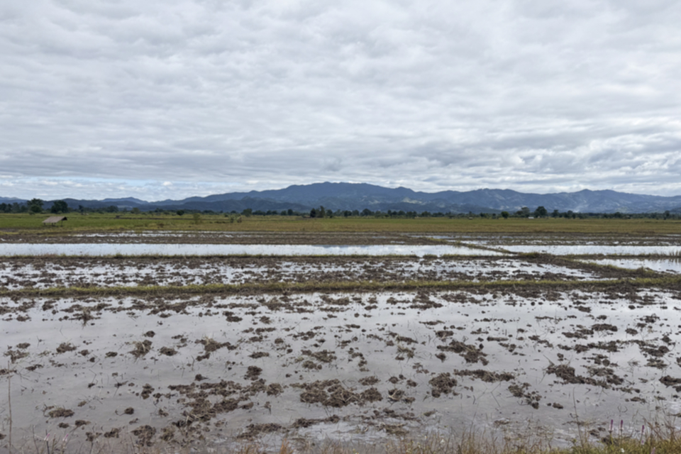 24Reisfelder vor Fang.jpg