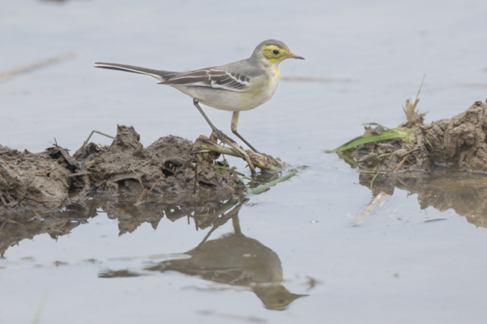 27Citrine Wagtrail.jpg