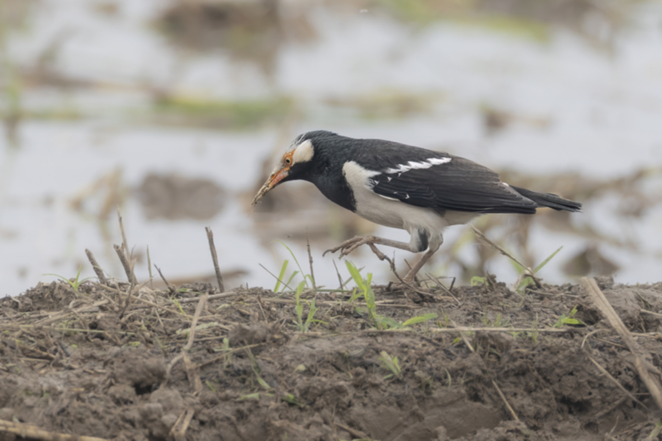 26Siamese Pied Myna.jpg