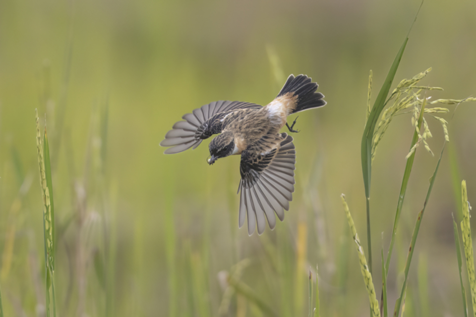 29Amur Stonechat.jpg