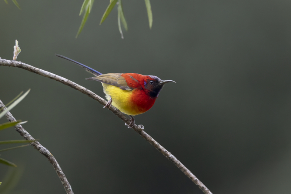 32Mrs. Gould Sunbird.jpg
