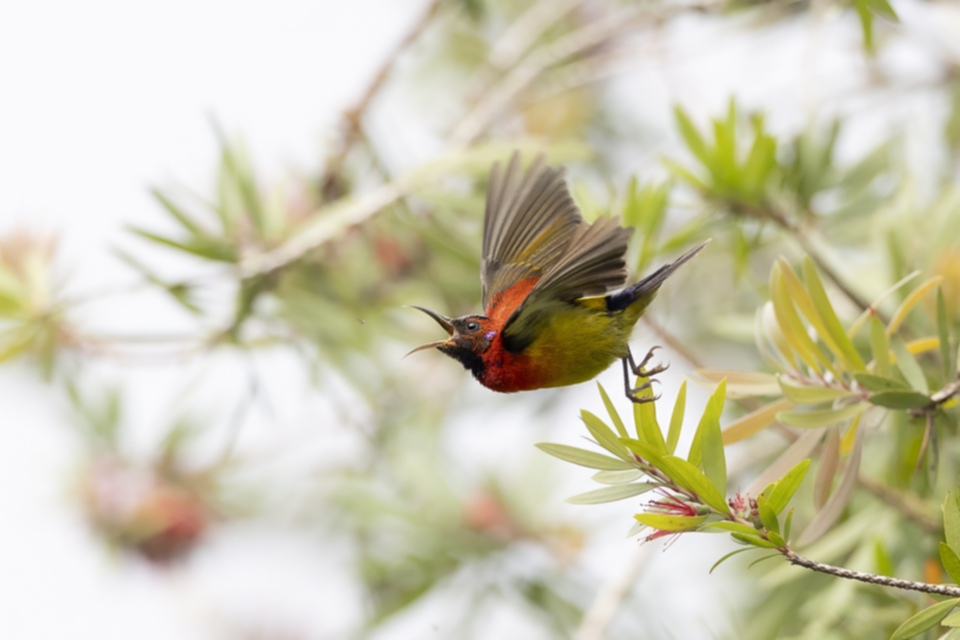 33Mrs. Gould Sunbird.jpg