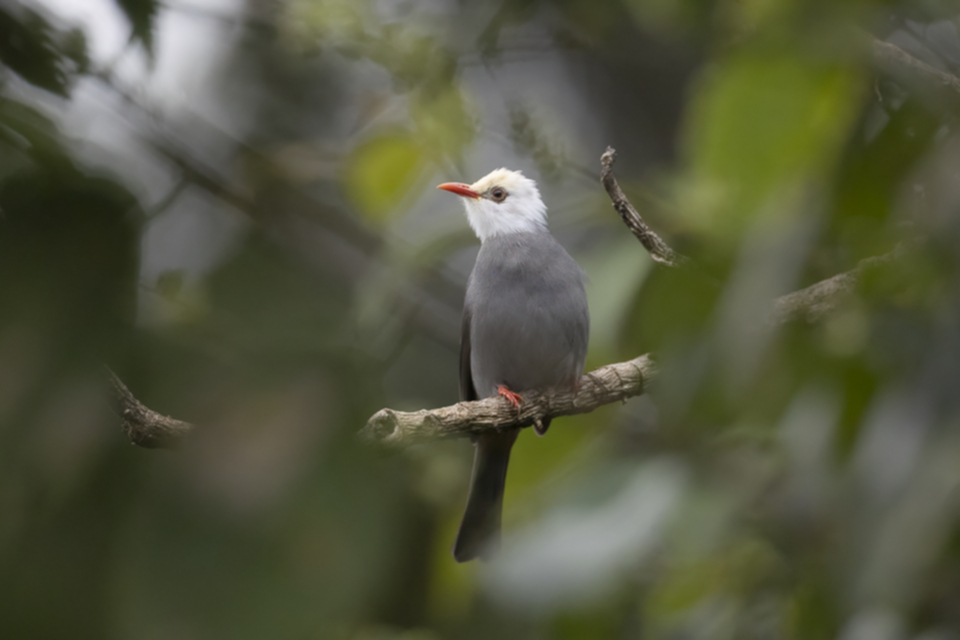 34White-headed Bulbul.jpg