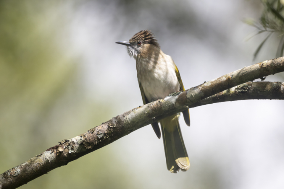 35Mountain Bulbul.jpg