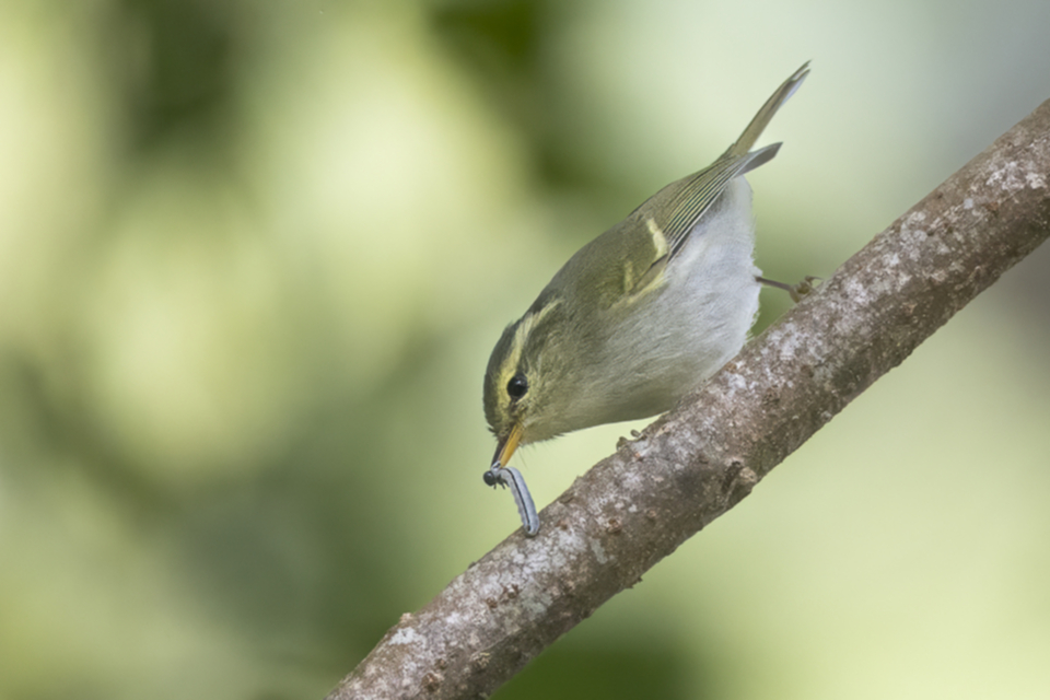 36Davison's Leaf Warbler.jpg