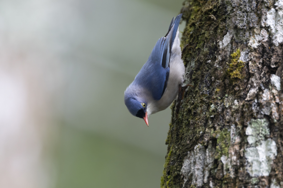 38Velvet-fronted Nuthatch.jpg