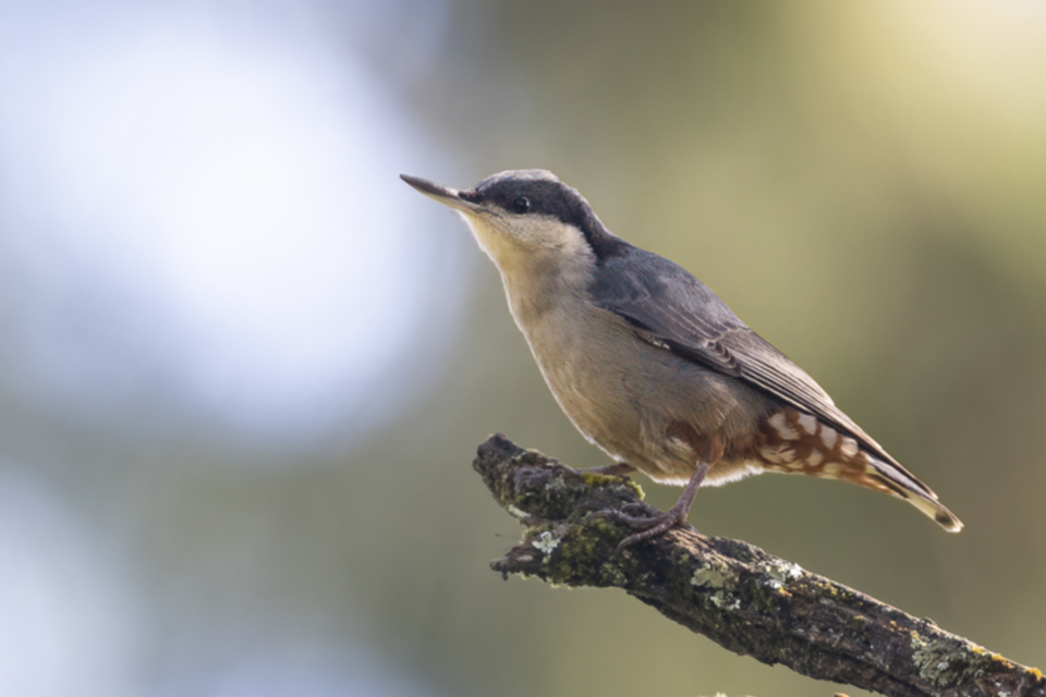 39Giant Nuthatch .jpg