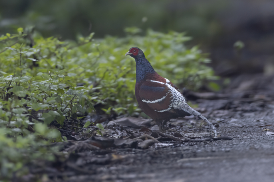 41Mrs. Hume's Pheasant.jpg