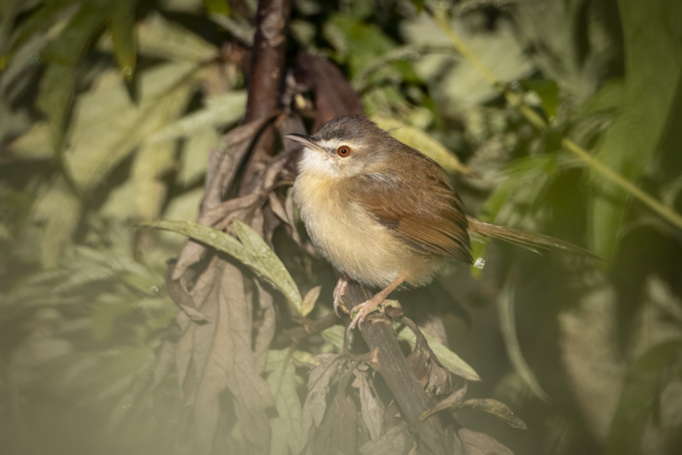 42Rufescent Prinia.jpg