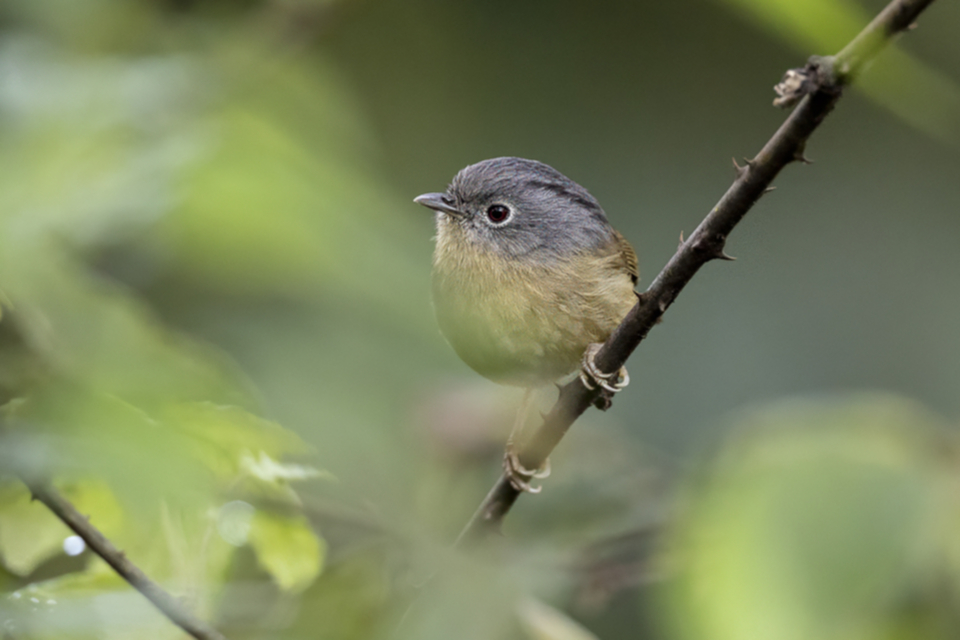 43Yunnan Fluvetta.jpg