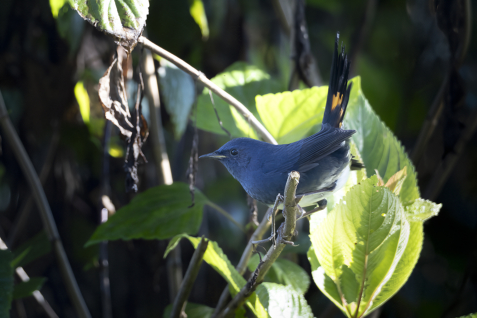 44White-bellied Redstart.jpg
