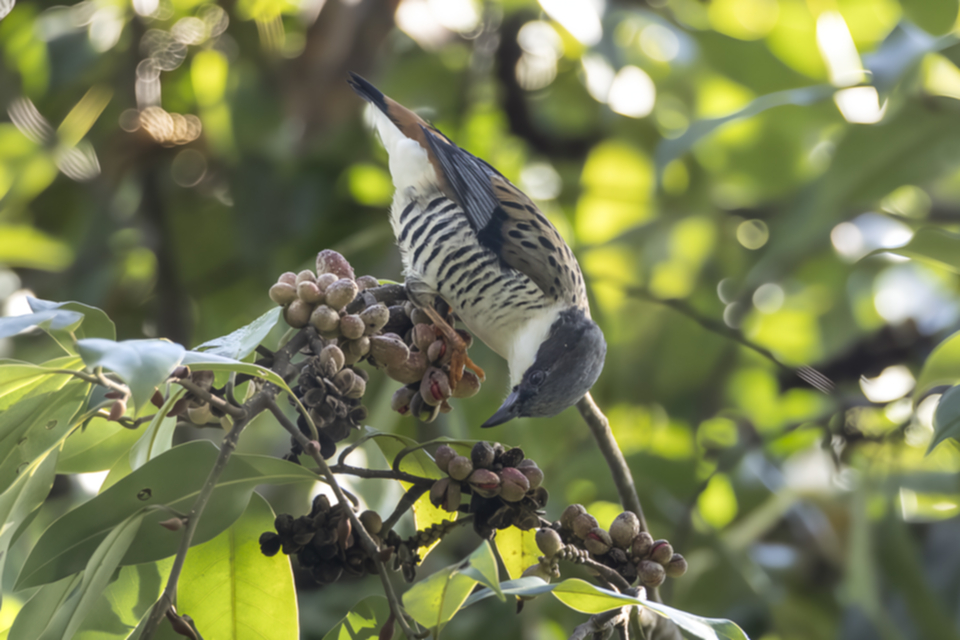 46Himalayan Cutia.jpg
