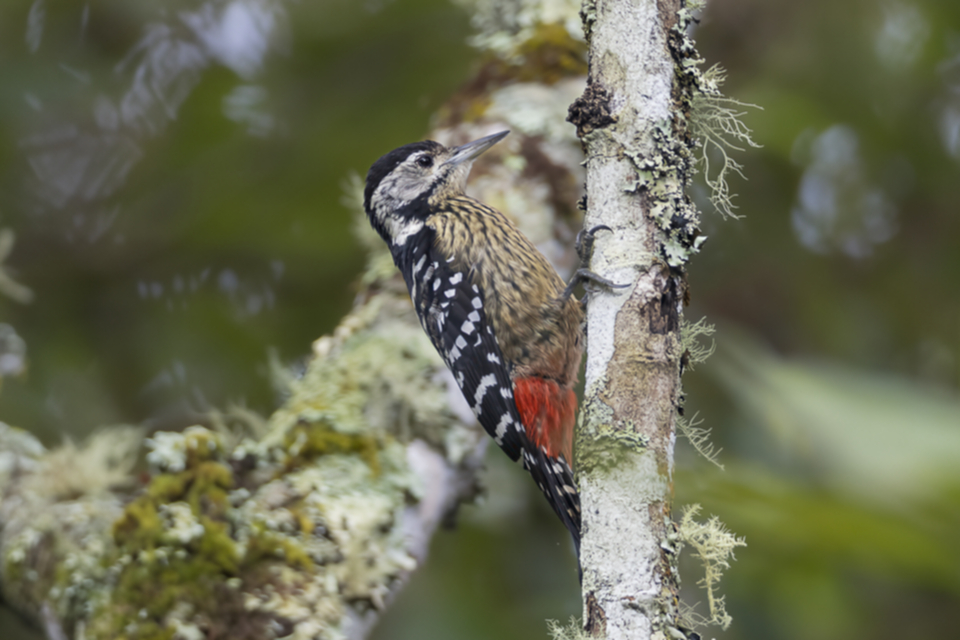 48Stripe-breasted Woodpecker.jpg