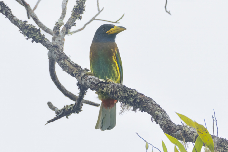 49Great Barbet.jpg