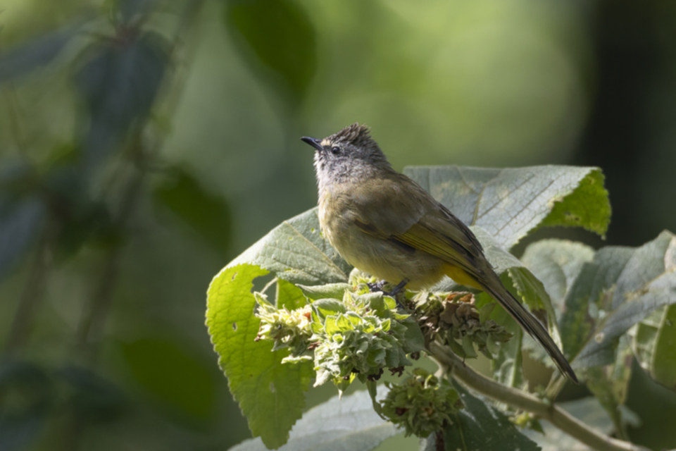 50Falvescent Bulbul.jpg