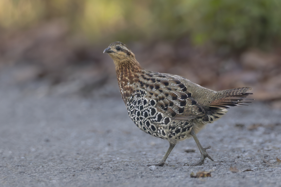 53Moutain Bamboo Partridge.jpg
