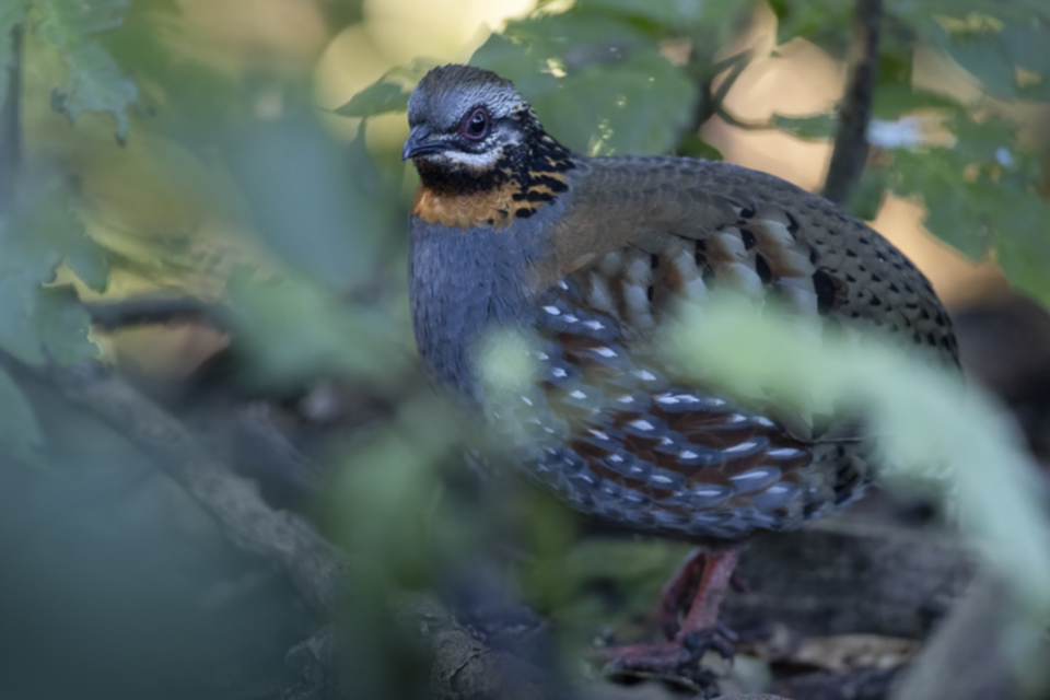 55Rufous-throated Partridge.jpg