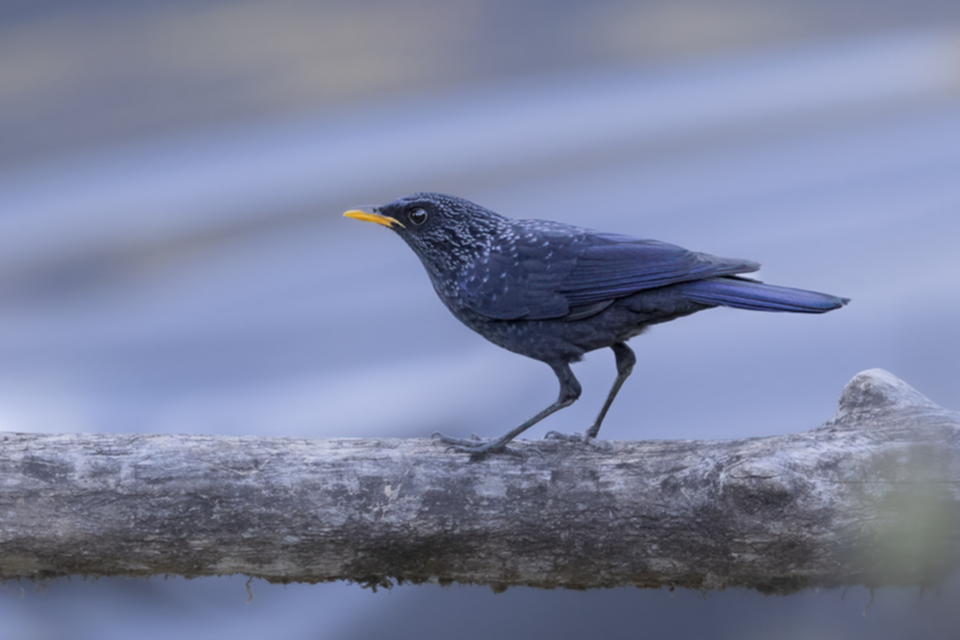 56Blue Whistling-Thrush.jpg