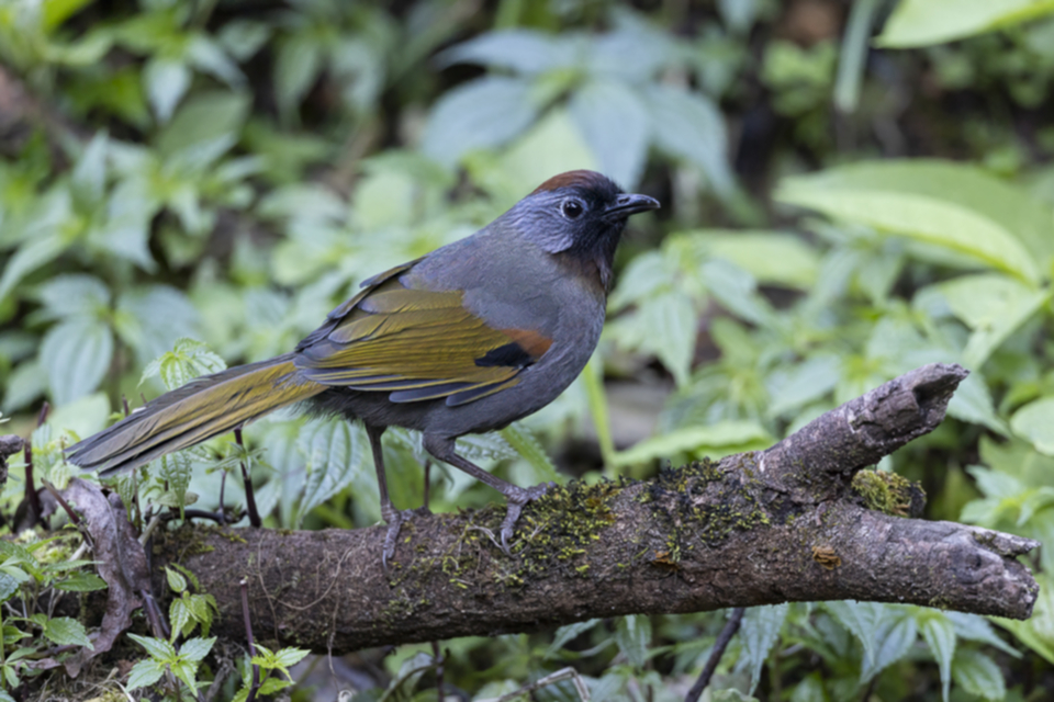 57Silver-earee Laughing-Thrush.jpg
