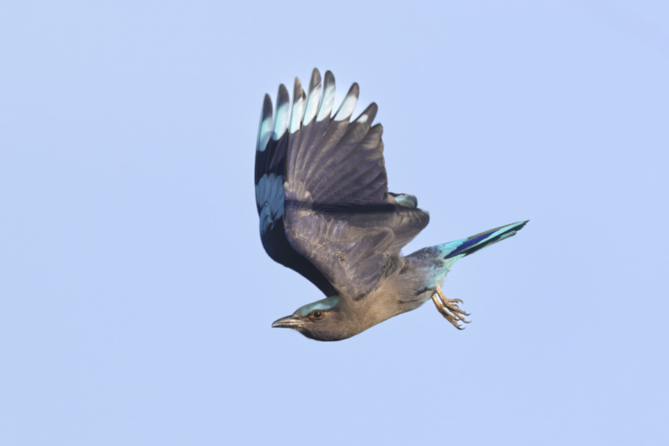 60 Indochinese Roller.jpg