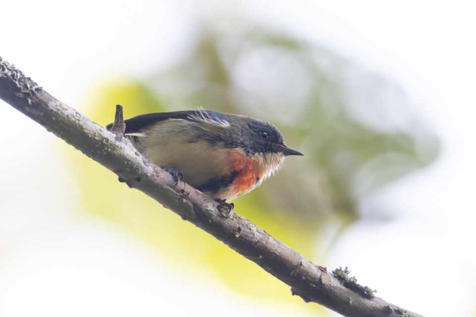 61Fire-breasted Flowerpecker.jpg