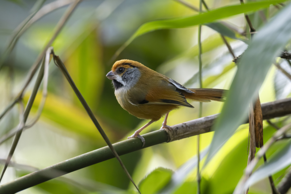 62Black-throated Parrotbill.jpg