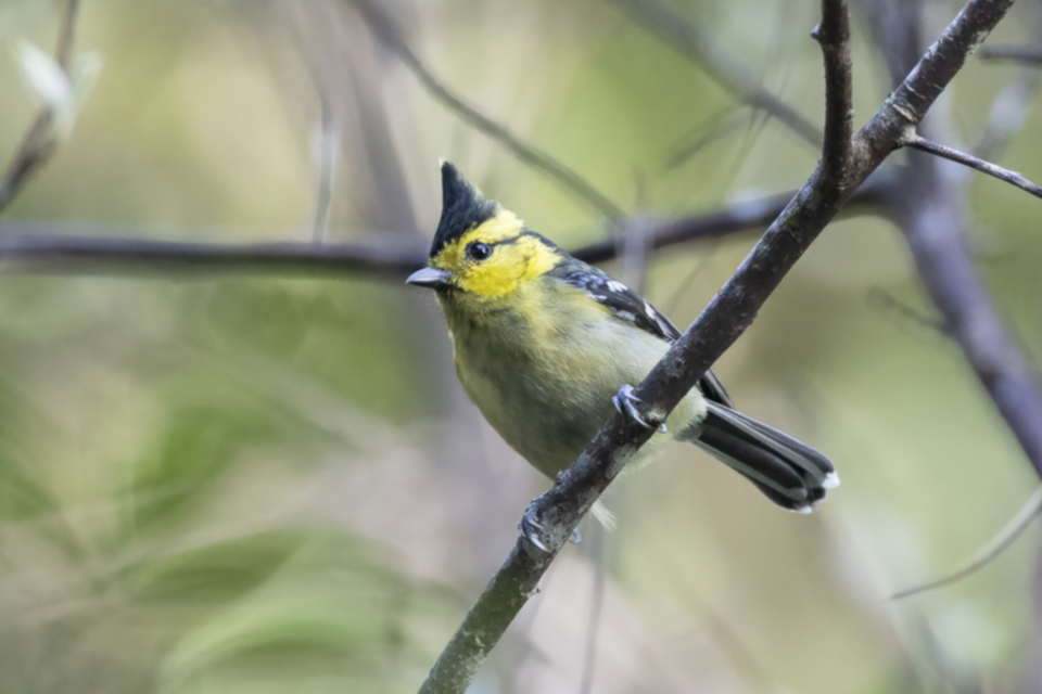 63Yellow-cheeked Tit.jpg