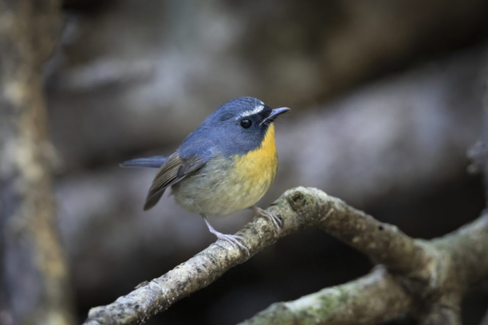 66Snowy-browed Flycatcher.jpg