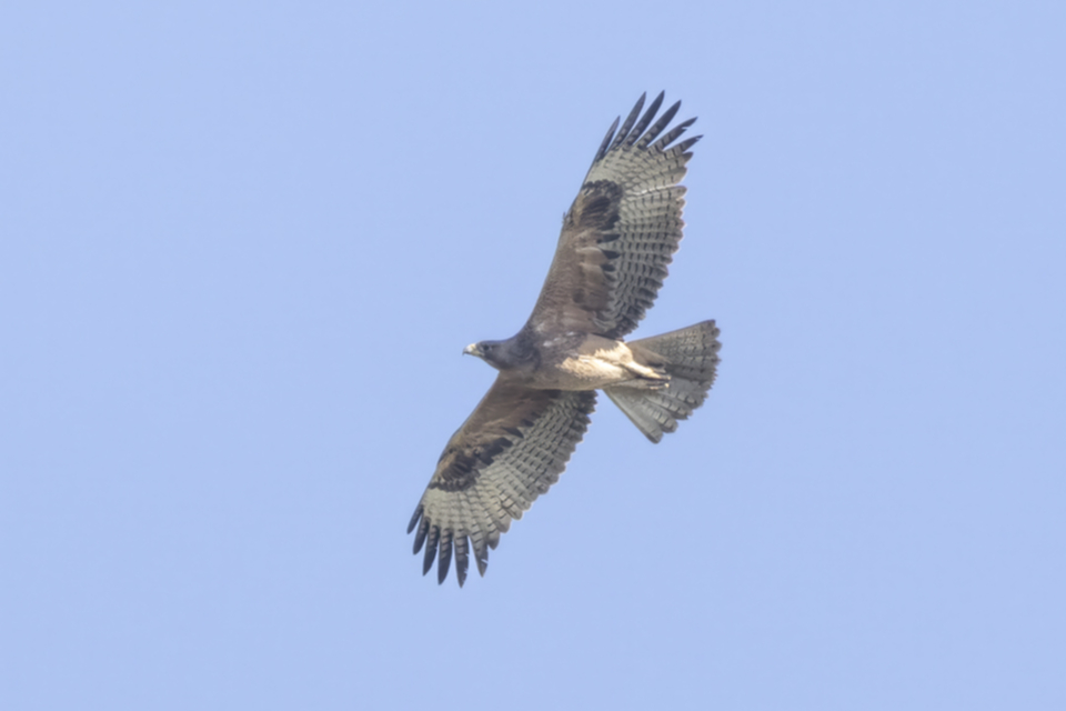 71Bonelli's Eagle.jpg