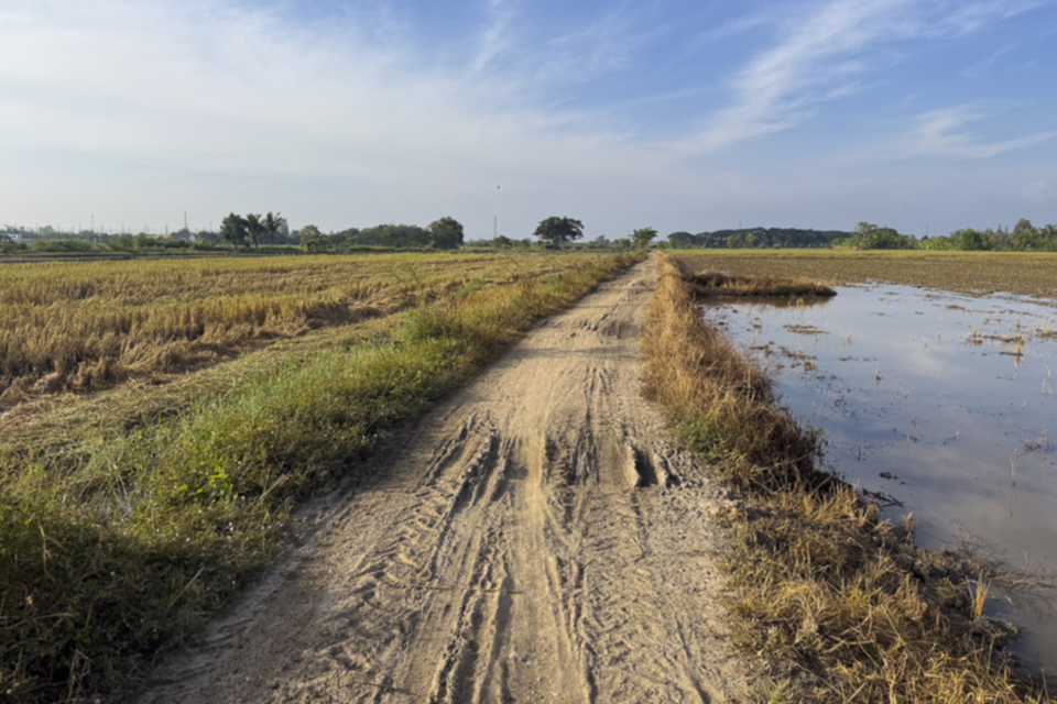 69Lamphun Paddyfield.jpg