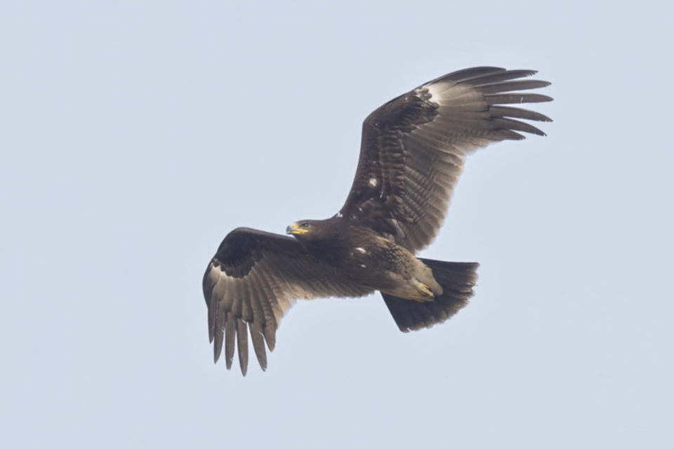 72Greater Spotted Eagl.jpg