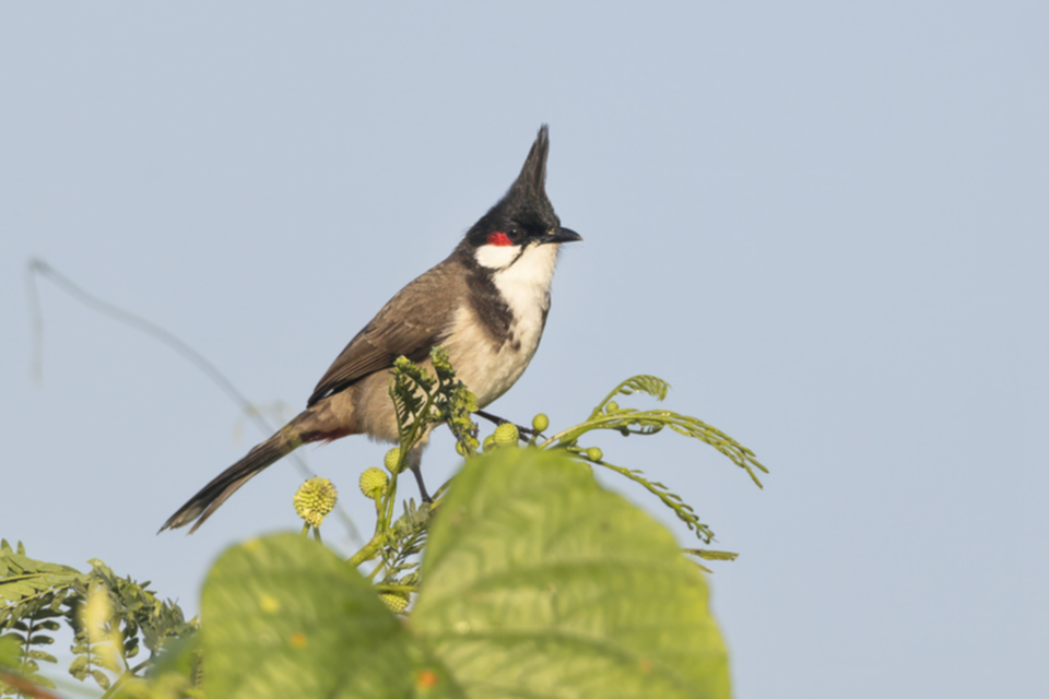74Red-whiskered Bulbul.jpg