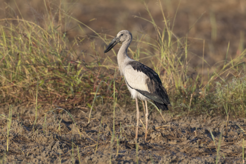73Asian Openbill.jpg