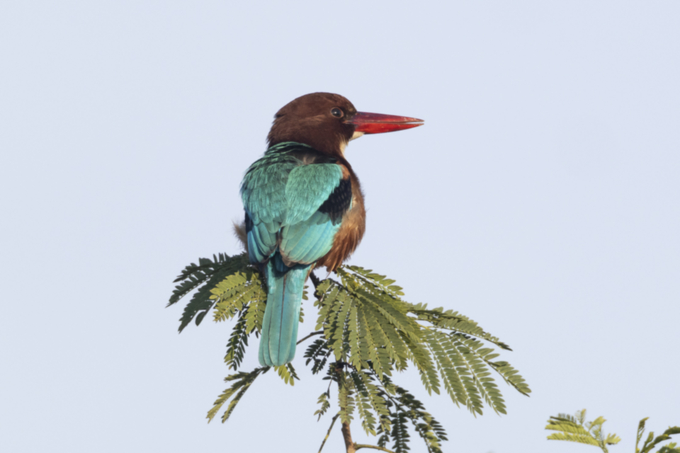 75White-throated Kingfisher.jpg